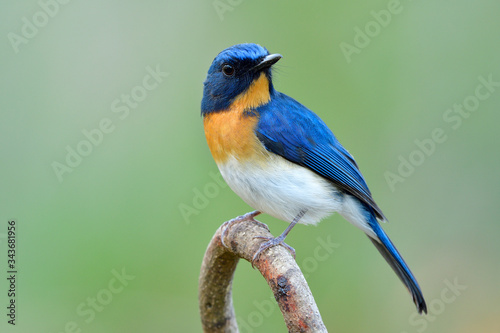 Wonderful face of fascinated blue bird with orange feathers on its chest perching on curve twig over soft light and blur green background, indochinese blue flycatcher © prin79