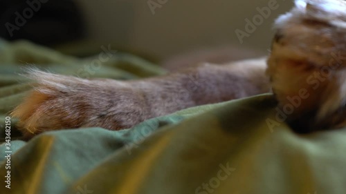 Nova Scotia Duck Tolling Retriever sleeping on a bed. photo