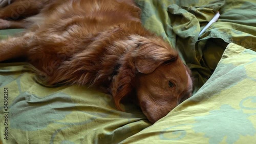 Nova Scotia Duck Tolling Retriever sleeping on a bed. photo