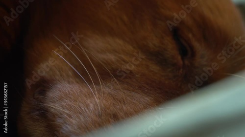 Nova Scotia Duck Tolling Retriever sleeping on a bed. photo