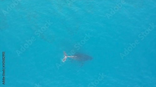Wallpaper Mural Aerial rotating shot of humpback whales in Lahaina Torontodigital.ca