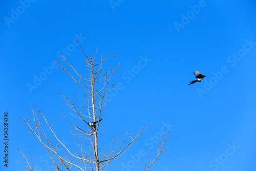 Magpies in the trees  in the blue sky background