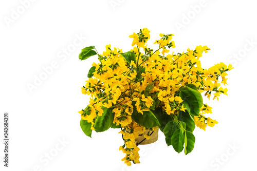 Closed up yellow flower of Burmese Rosewood or Pterocarpus indicus Willd,Burma Padauk and green leaf in vase isolated on white background.Saved with clipping path.