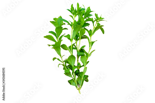 Close up green of  stevia plant is herbal sweetener isolated on white background.Saved with clipping path.