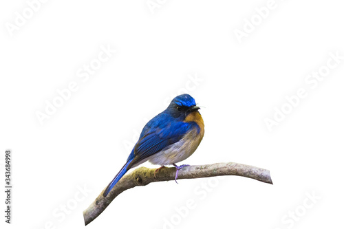 Beautiful male of Hill Blue Flycatcher (Cyornis banyumas) on branch isolated  white background.Saved with clipping path. © pittawut