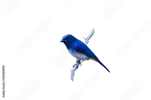 Beautiful male Hainan Blue Flycatcher (Cyornis concreta) on branch isolated on white background.Saved with clipping path.