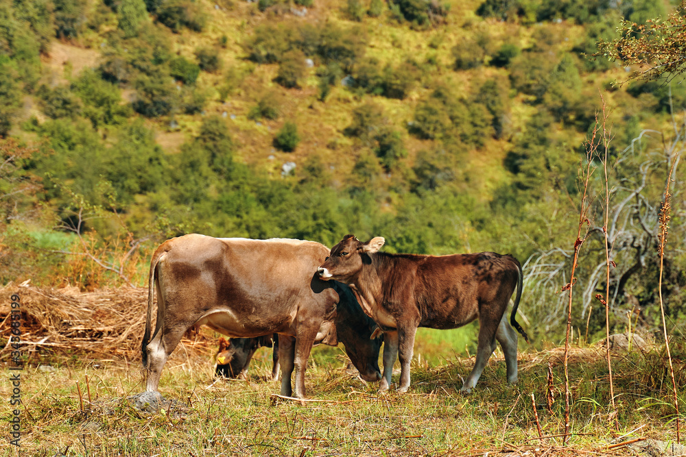 Herd of cows. Crowd of cows on the pasture. Herd of cows. Crowd of cows on the pasture.