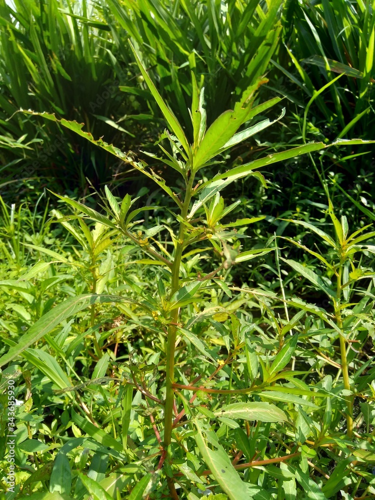 Close up green Jussiaea linifolia (Fissendocarpa linifolia, Ludwigia linifolia, Ludwigia hyssopifolia) with natural background. Close up green Jussiaea linifolia (Fissendocarpa linifolia, Ludwigia linifolia, Ludwigia hyssopifolia) with natural background.
