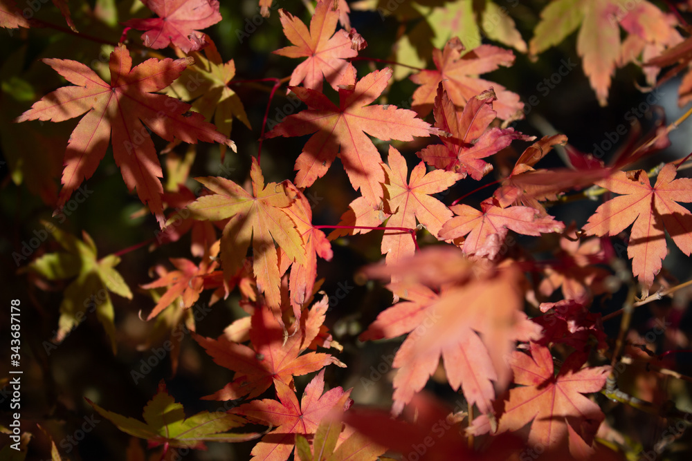 Autumnal Leaves Autumnal Leaves