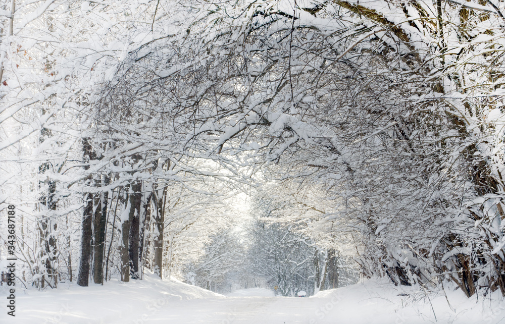 Obraz premium Heavy snow frosts a beautiful wooded road in Michigan USA