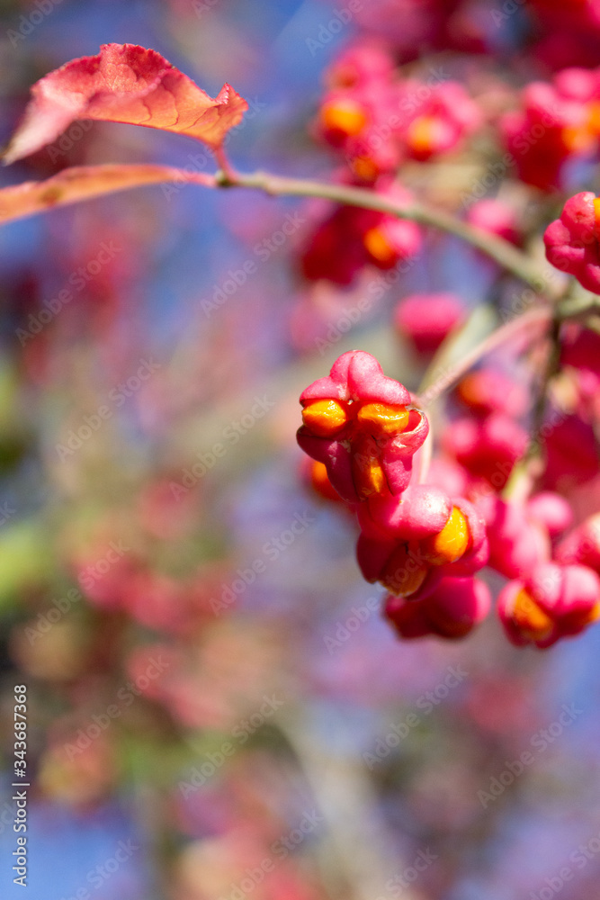 Pink and yellow flower buds in on a sunny day. Pink and yellow flower buds in on a sunny day.