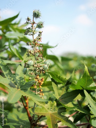 Castor seed for make the oil