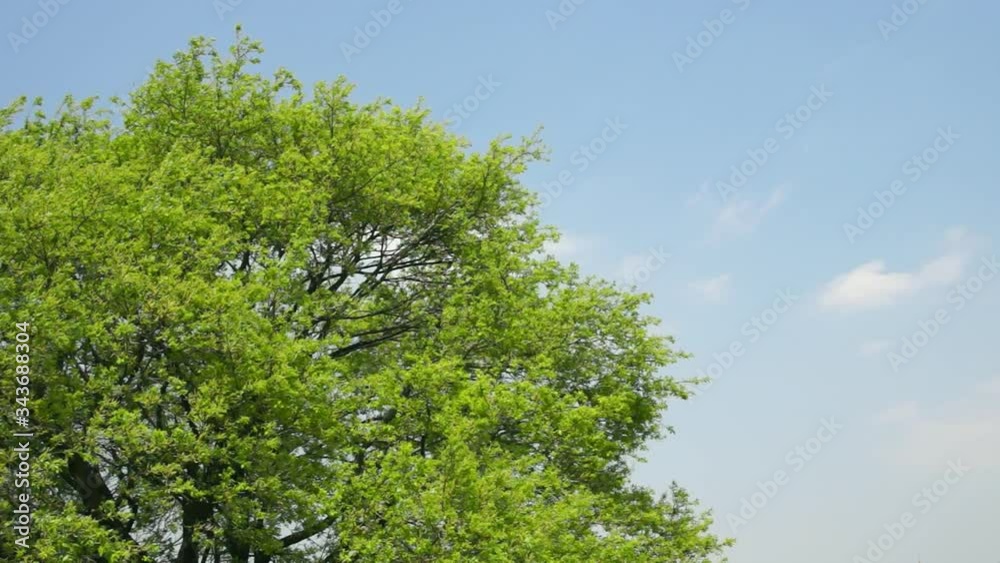 風に揺れる木の葉 風に揺れる木の葉