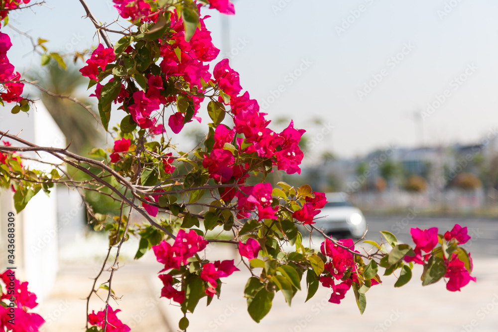 A tree with red flowers in the city. A branch with vibrant colors hangs over the highway.