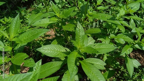 Close up green Jussiaea linifolia (Fissendocarpa linifolia, Ludwigia linifolia, Ludwigia hyssopifolia) with natural background. photo