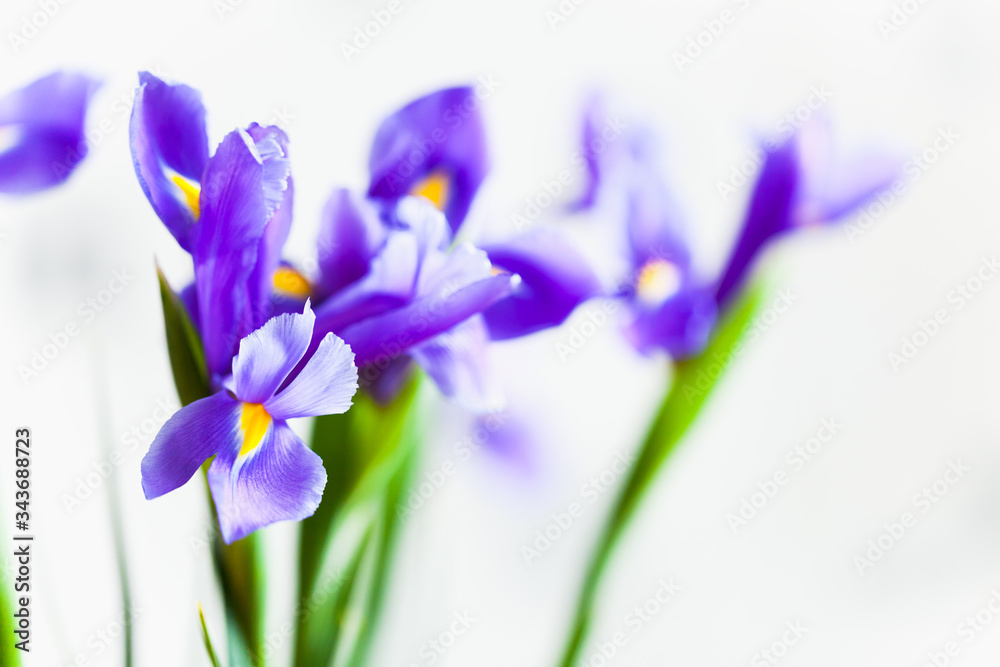 Japanese iris, flowers over blurred white background Japanese iris, flowers over blurred white background