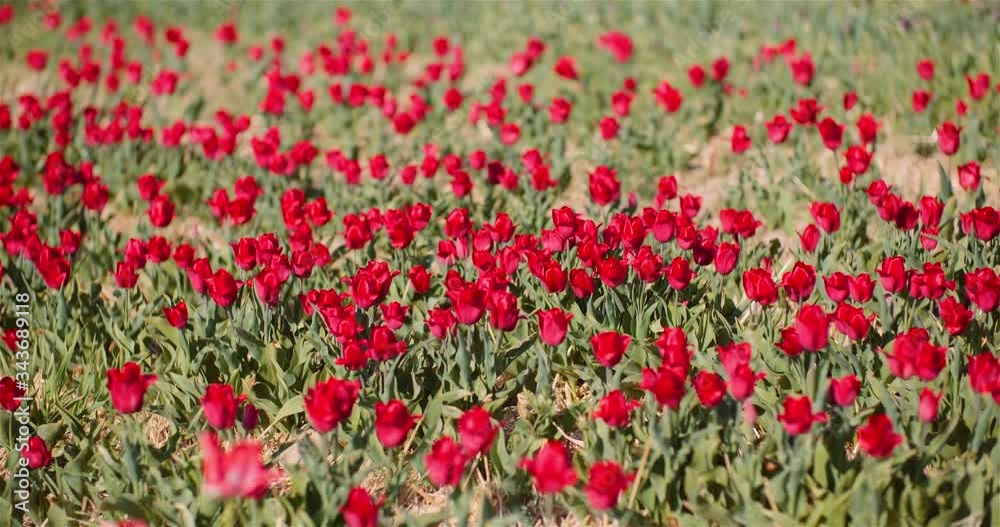 Blooming Red Tulips on Flowers Plantation Farm Blooming Red Tulips on Flowers Plantation Farm