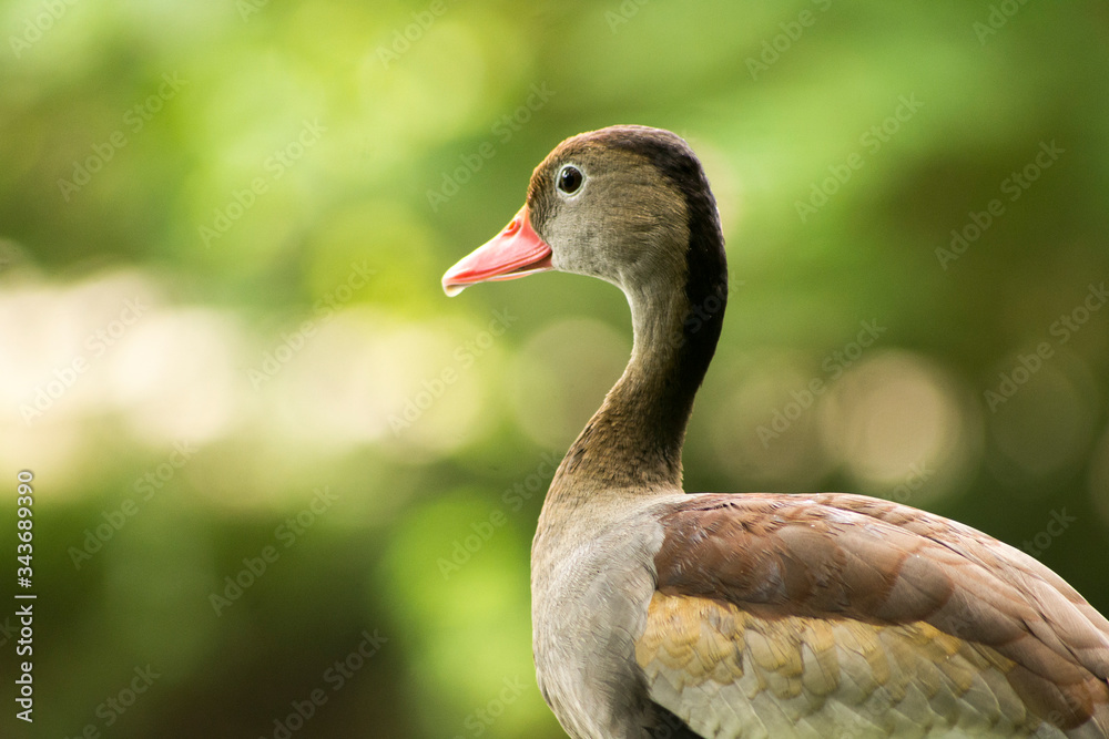 close up of a duck close up of a duck