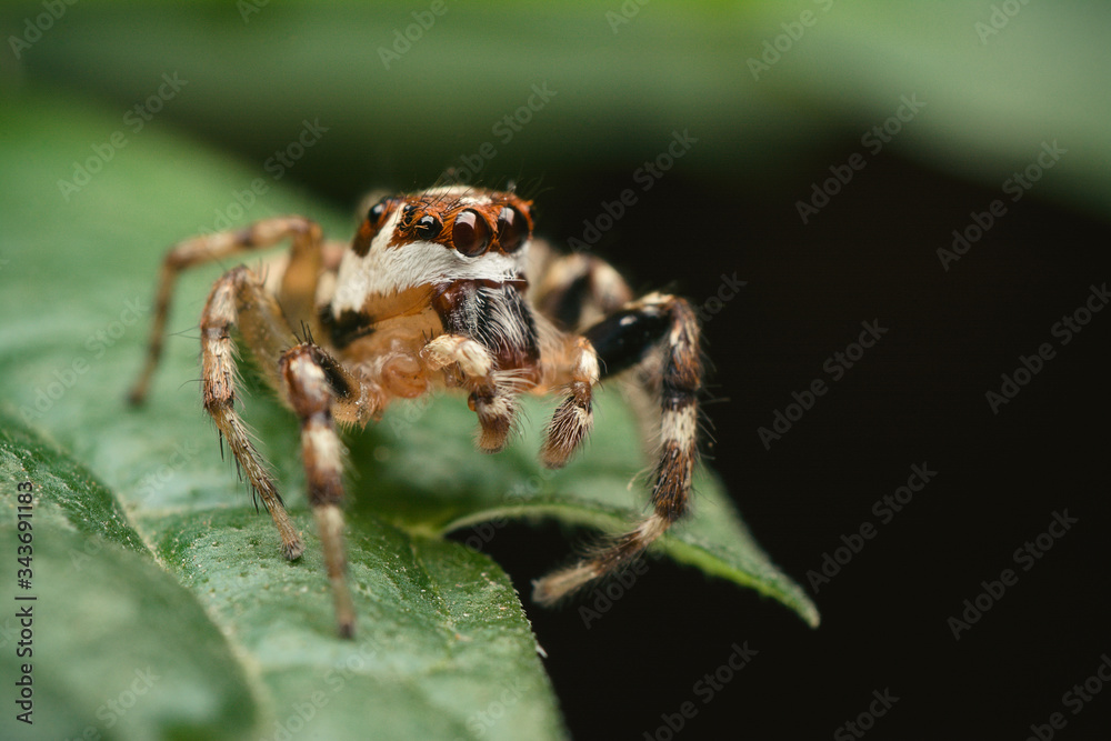 Pequeña araña mata moscas, saltarina, sobre hoja verde y fondo oscuro desenfocado Pequeña araña mata moscas, saltarina, sobre hoja verde y fondo oscuro desenfocado