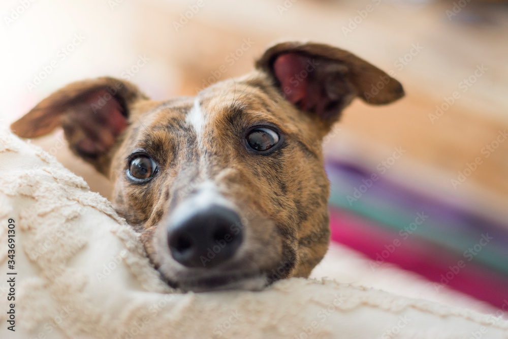 Retrato de un galgo mirando de costado, fondo hogareño desenfocado.