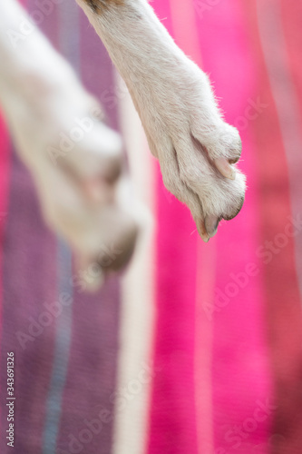 patas de perro descansando sobre fondo colorido desenfocado