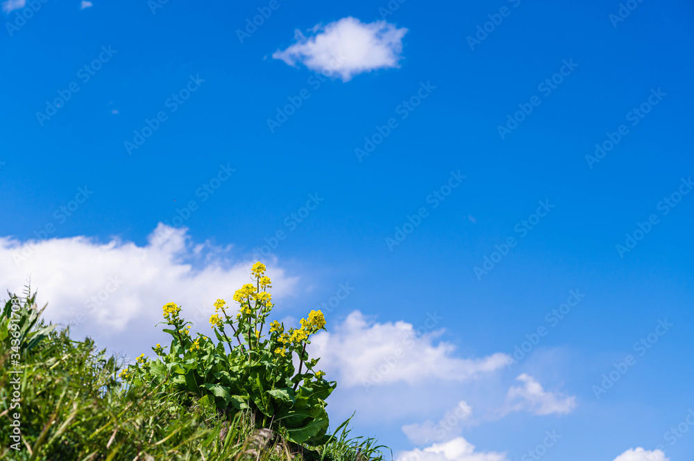 菜の花と青空 菜の花と青空