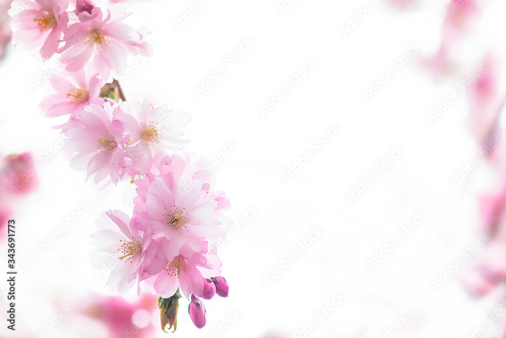 Fototapeta premium Close up pink cherry tree flowers branch in Japan. Copy Space, place for text