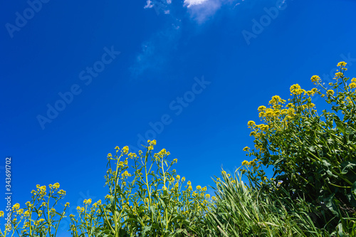 菜の花と青空