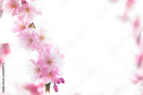 Fototapeta Naklejka Na Ścianę i Meble -  Close up pink cherry tree flowers branch in Japan. Copy Space, place for text