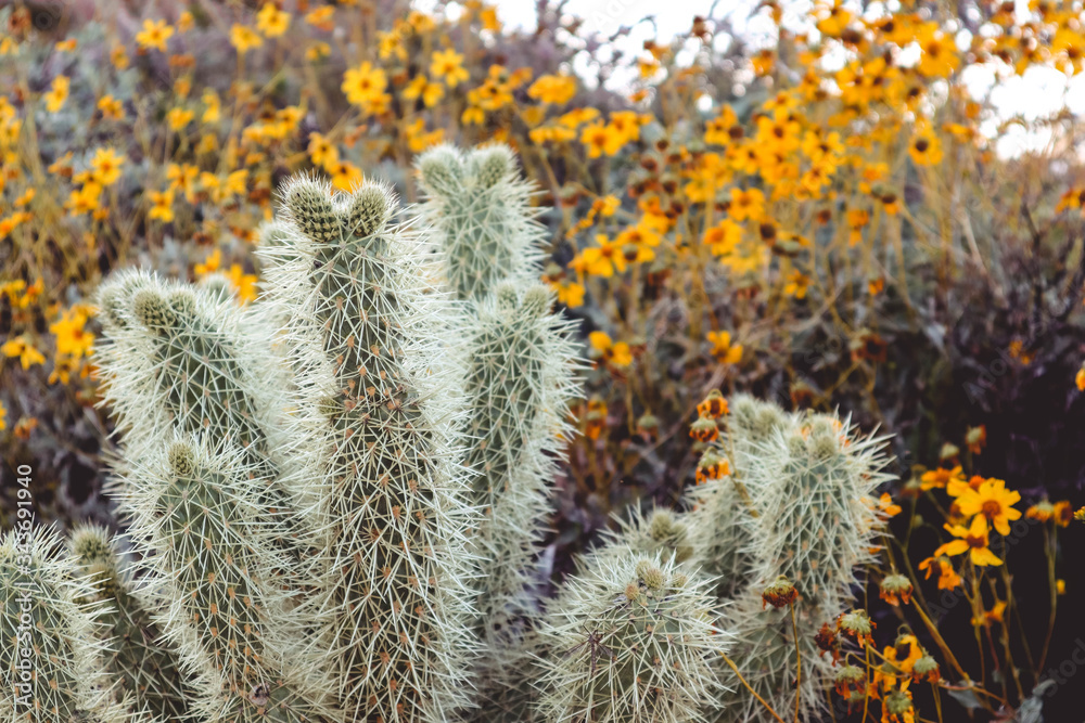 Obraz premium Yellow Desert Flowers Blooming with Cholla Cactus