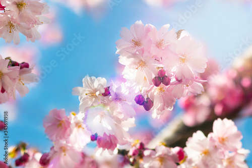 Spring flower, closeup of sakura in the sun, pink cherry flowers. against the blue sky.