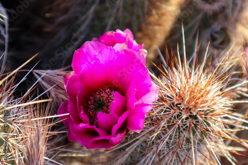 Purple Blooming Cholla Cactus Flower