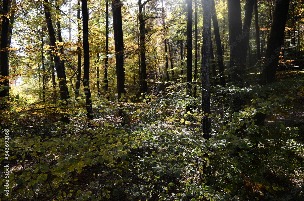 Fototapeta premium Autumn leaves and trees