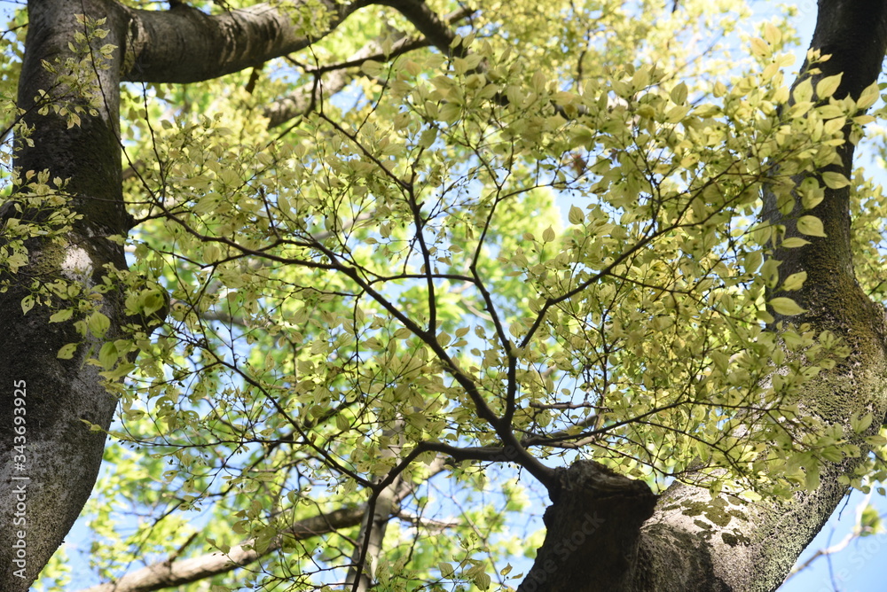 Fototapeta premium Chinese hackberry (Celtis sinensis) trunk and leavea / Cannabaceae decidupus tall tree