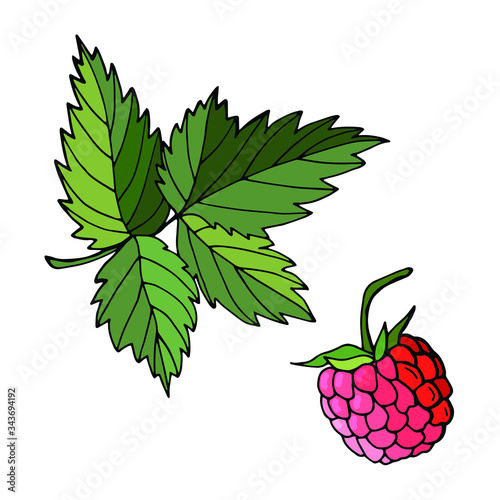 Raspberry berry with a leaf. Cartoon style. Stock illustration. White background, isolate.