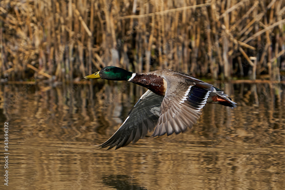Mallard (Anas platyrhynchos)