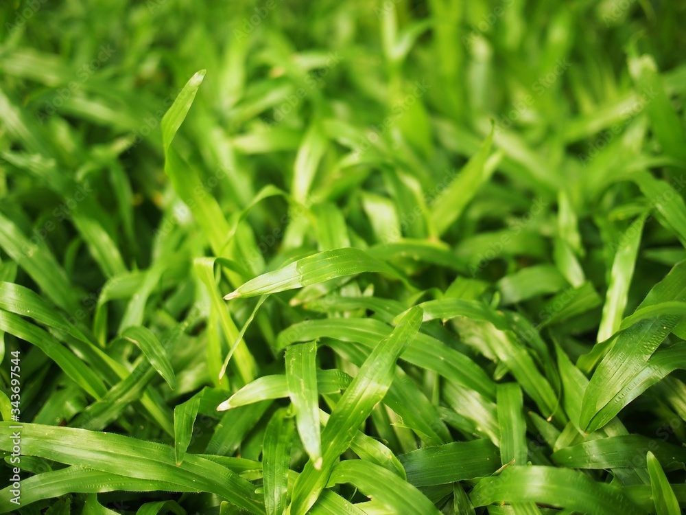 Green grass background