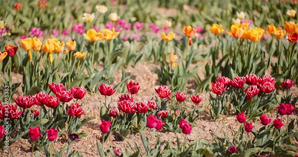 Beautiful Tulips Blooming on Flowers Plantation Beautiful Tulips Blooming on Flowers Plantation