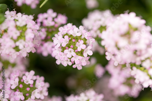コモンタイムのピンクの花アップ © 花Kasumi