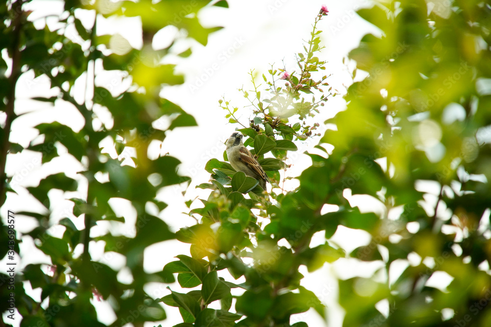 House Sparrow bird on a branch