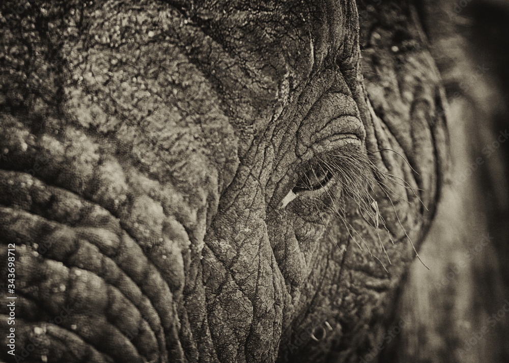 elephant eye close up elephant eye close up