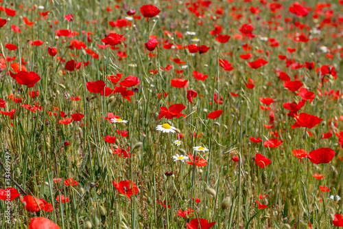 Field With Poppy Flowers Close Up