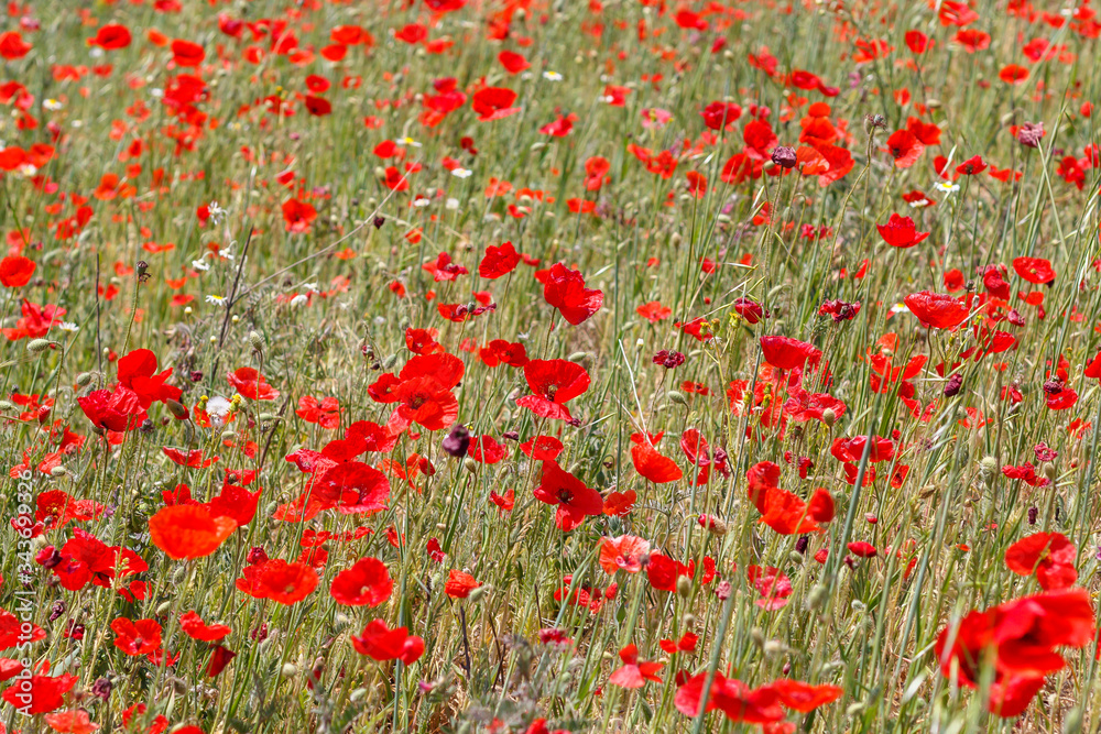Fototapeta premium Field With Poppy Flowers Close Up