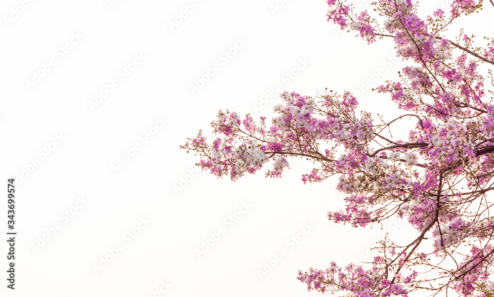 Lagerstroemia floribunda Jack flower on stick tree with white background