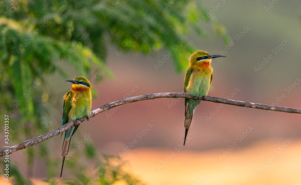 Obraz premium bee eater perched on branch
