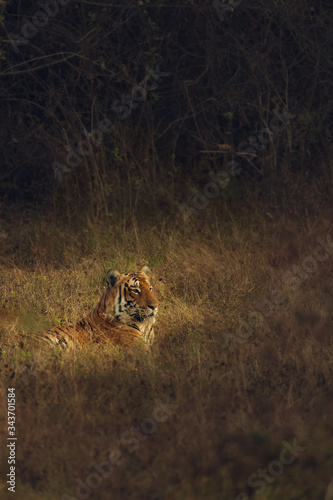 Photography The Dominant Tiger