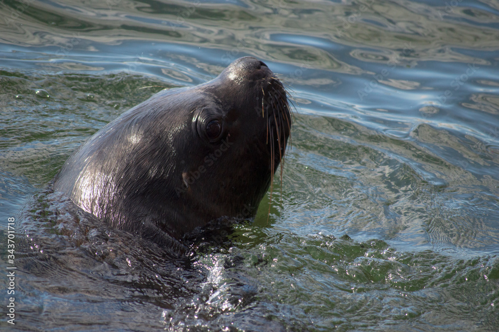 Fototapeta premium lew morski w wodzie