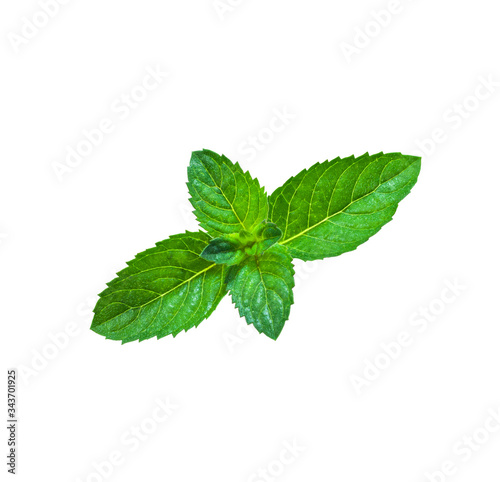 Fresh mint leaf isolated on white