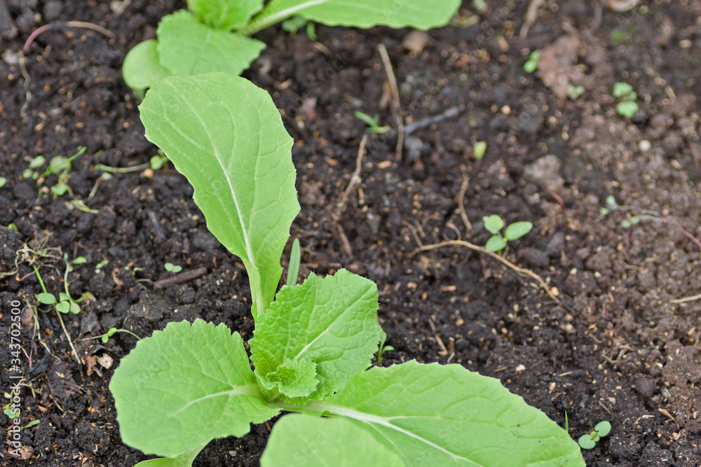 n the greenhouse on the bed appeared seedlings of vegetable n the greenhouse on the bed appeared seedlings of vegetable