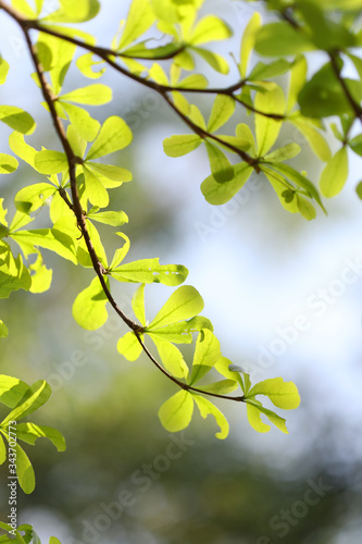 Indian oak tree Freshwater mangrove leaves twig